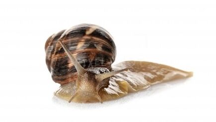 Intenkin enthält Snail Mucin